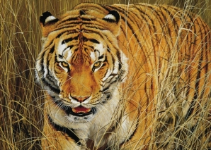 Children's Toys - Jigsaw Puzzles