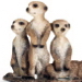 Meerkats